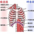 呼吸筋①
