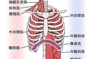 呼吸筋①